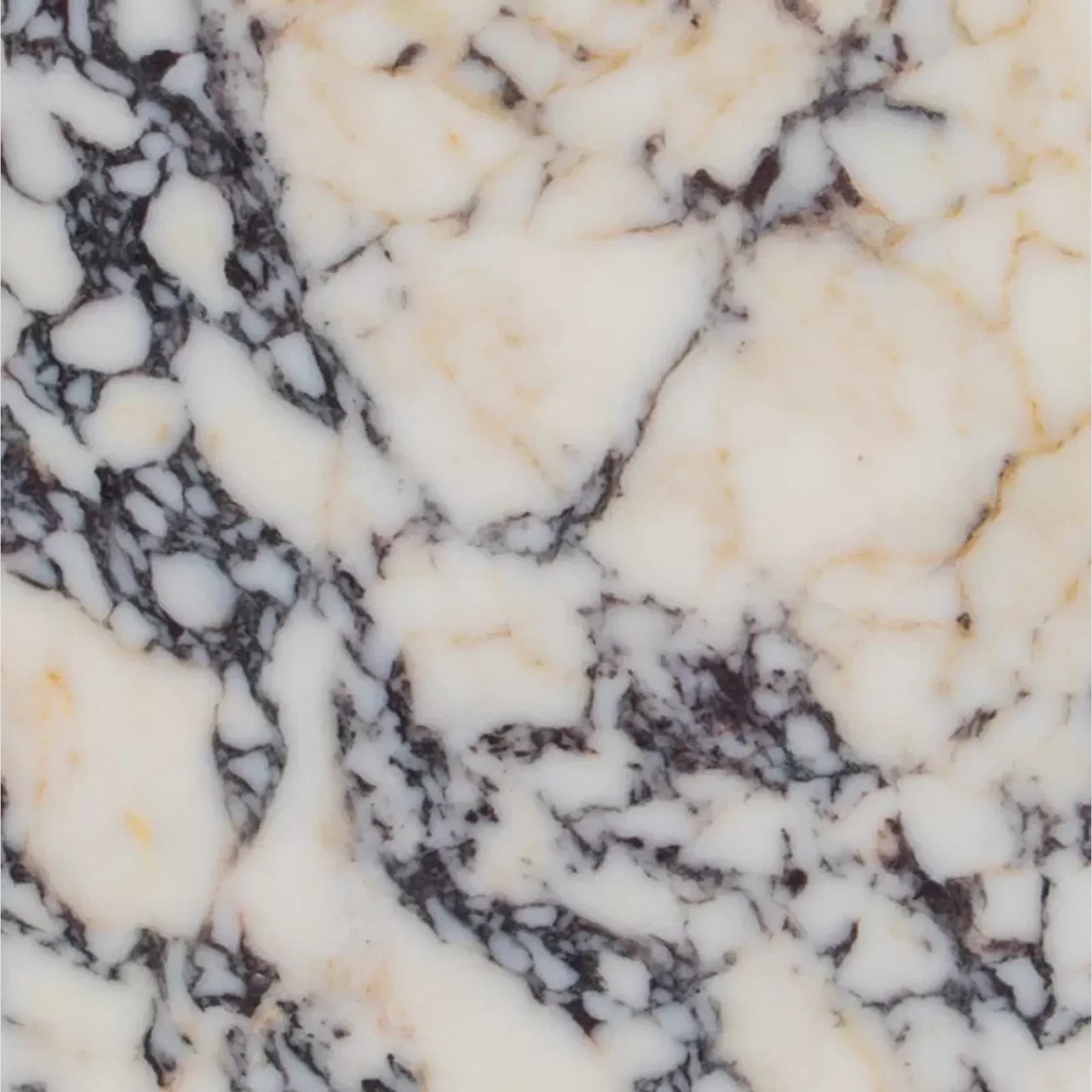 Calcatta Viola | Marble Collection gallery detail image