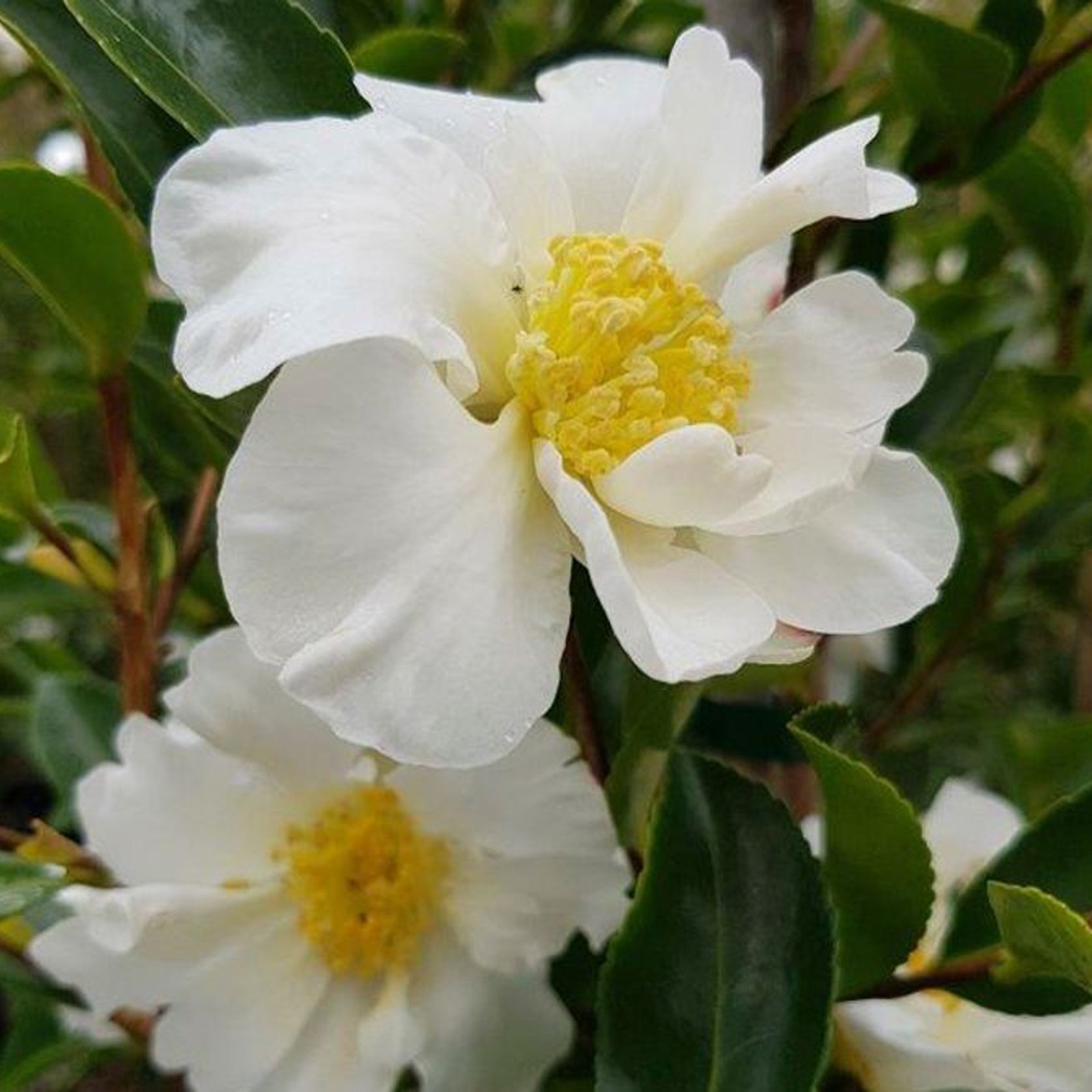 Camellia setsugekka | White Flowering Camellia gallery detail image