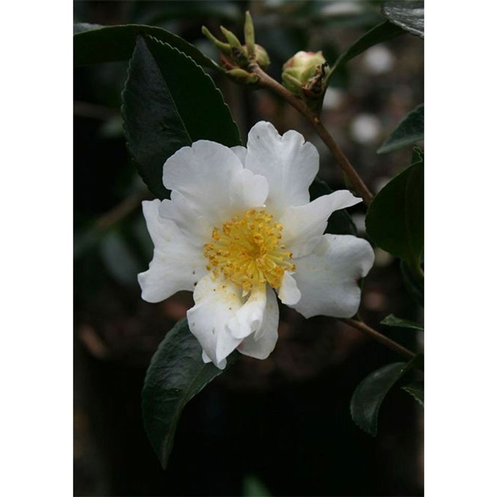 Camellia setsugekka | White Flowering Camellia gallery detail image