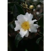 Camellia setsugekka | White Flowering Camellia gallery detail image