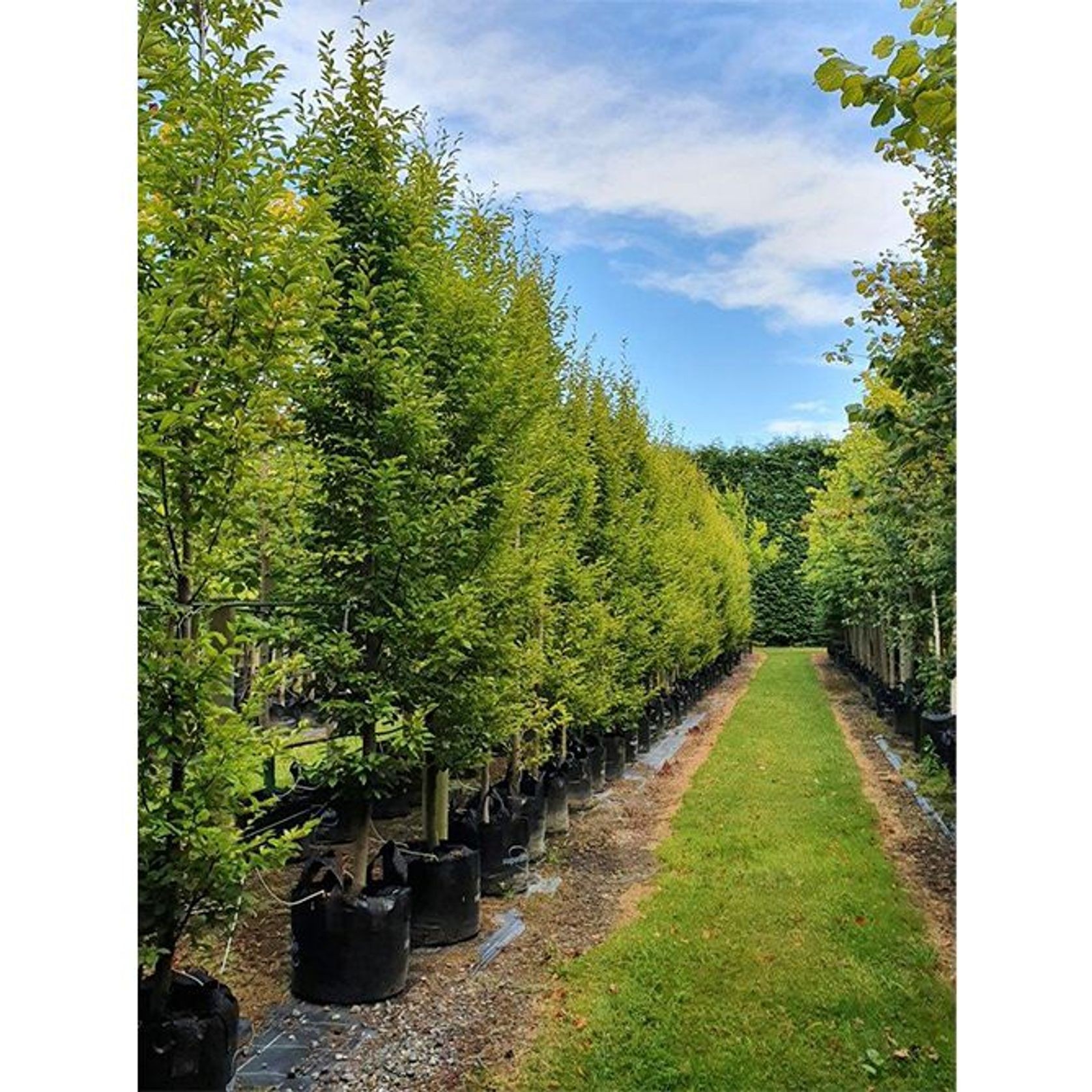 Carpinus betulus 'Fastigiata' | Upright Hornbeam gallery detail image