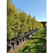 Carpinus betulus 'Fastigiata' | Upright Hornbeam gallery detail image