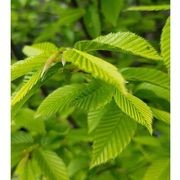 Carpinus betulus 'Fastigiata' | Upright Hornbeam gallery detail image