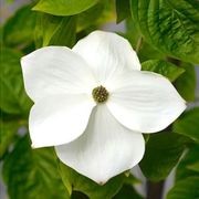 Cornus 'Eddies White Wonder' | White Flowering Dogwood gallery detail image