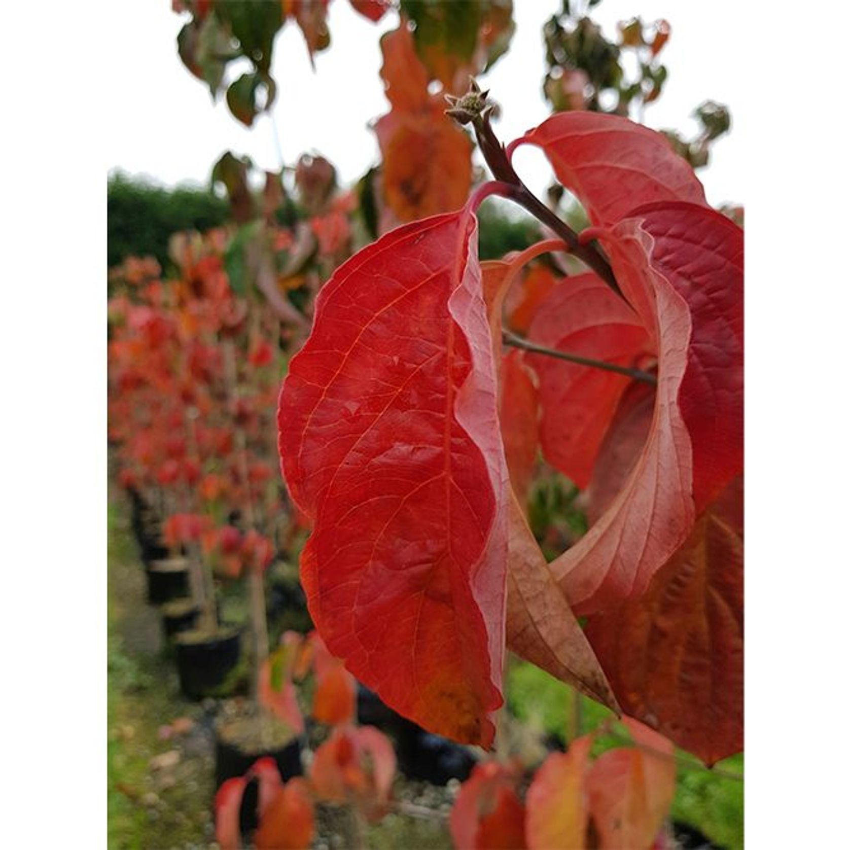 Cornus 'Eddies White Wonder' | White Flowering Dogwood gallery detail image