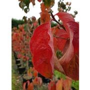 Cornus 'Eddies White Wonder' | White Flowering Dogwood gallery detail image