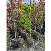 Cornus 'Eddies White Wonder' | White Flowering Dogwood gallery detail image