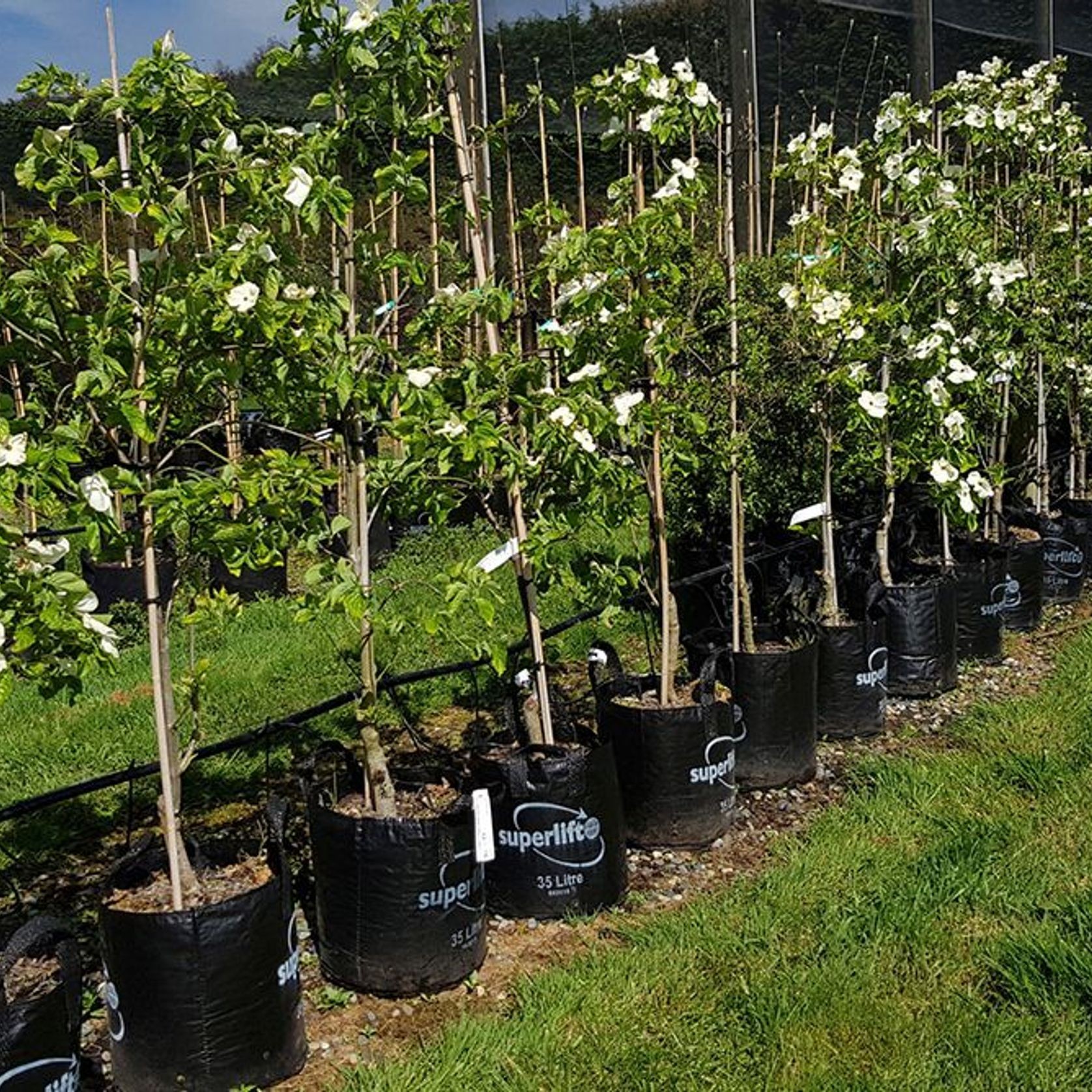 Cornus 'Eddies White Wonder' | White Flowering Dogwood gallery detail image