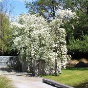 Cornus 'Eddies White Wonder' | White Flowering Dogwood gallery detail image