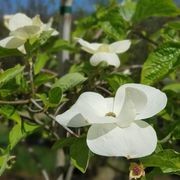 Cornus 'Eddies White Wonder' | White Flowering Dogwood gallery detail image