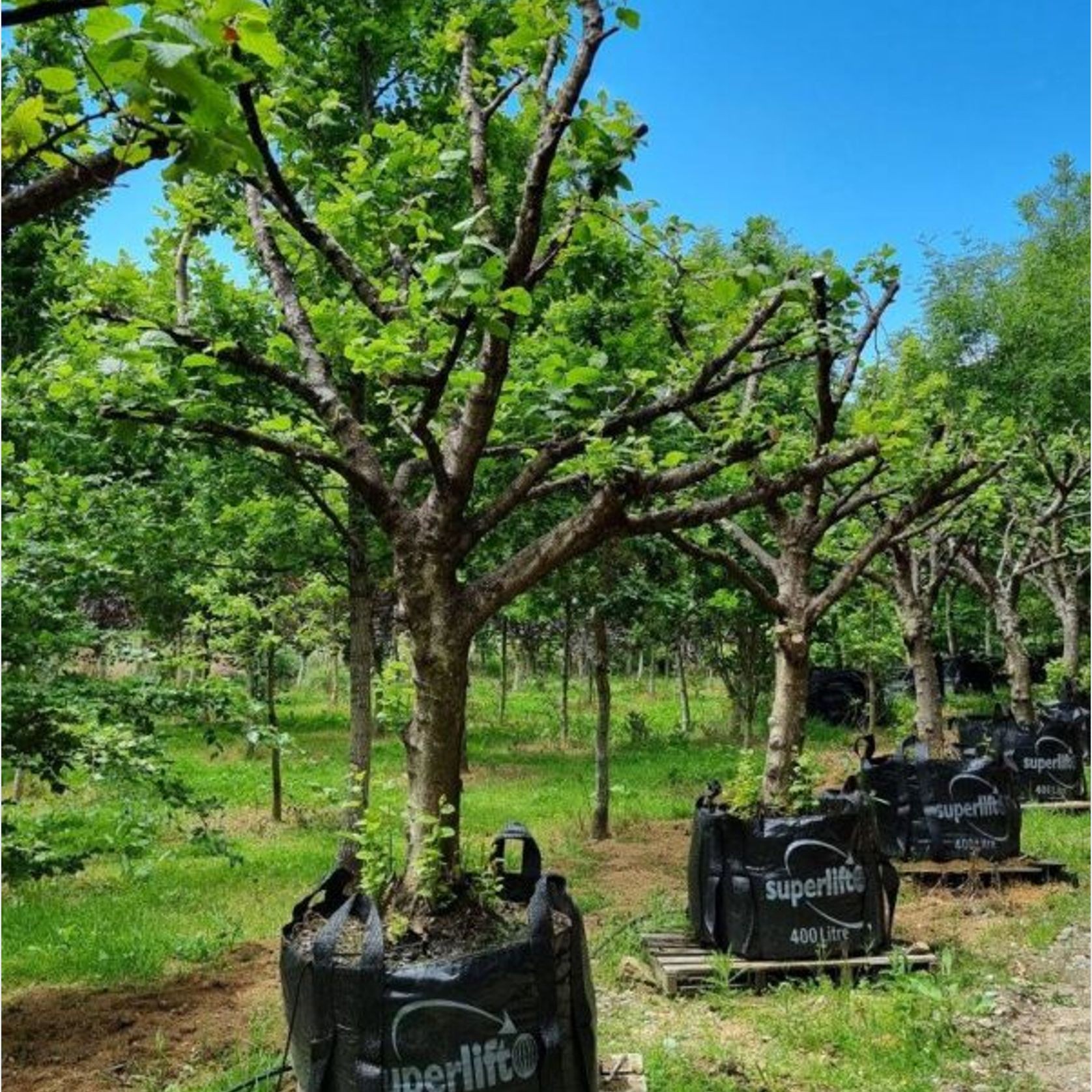 Corylus Avellana | Hazelnut gallery detail image
