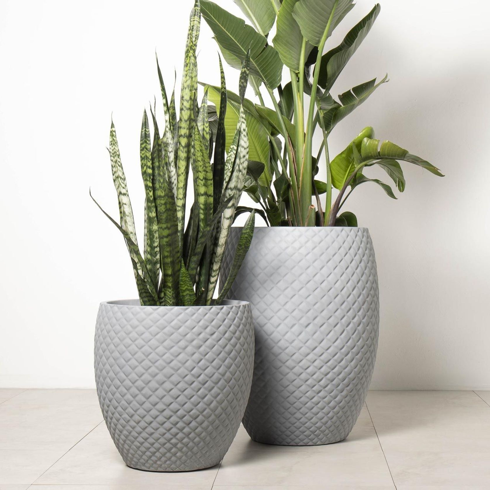 Newmarket Egg gallery detail image