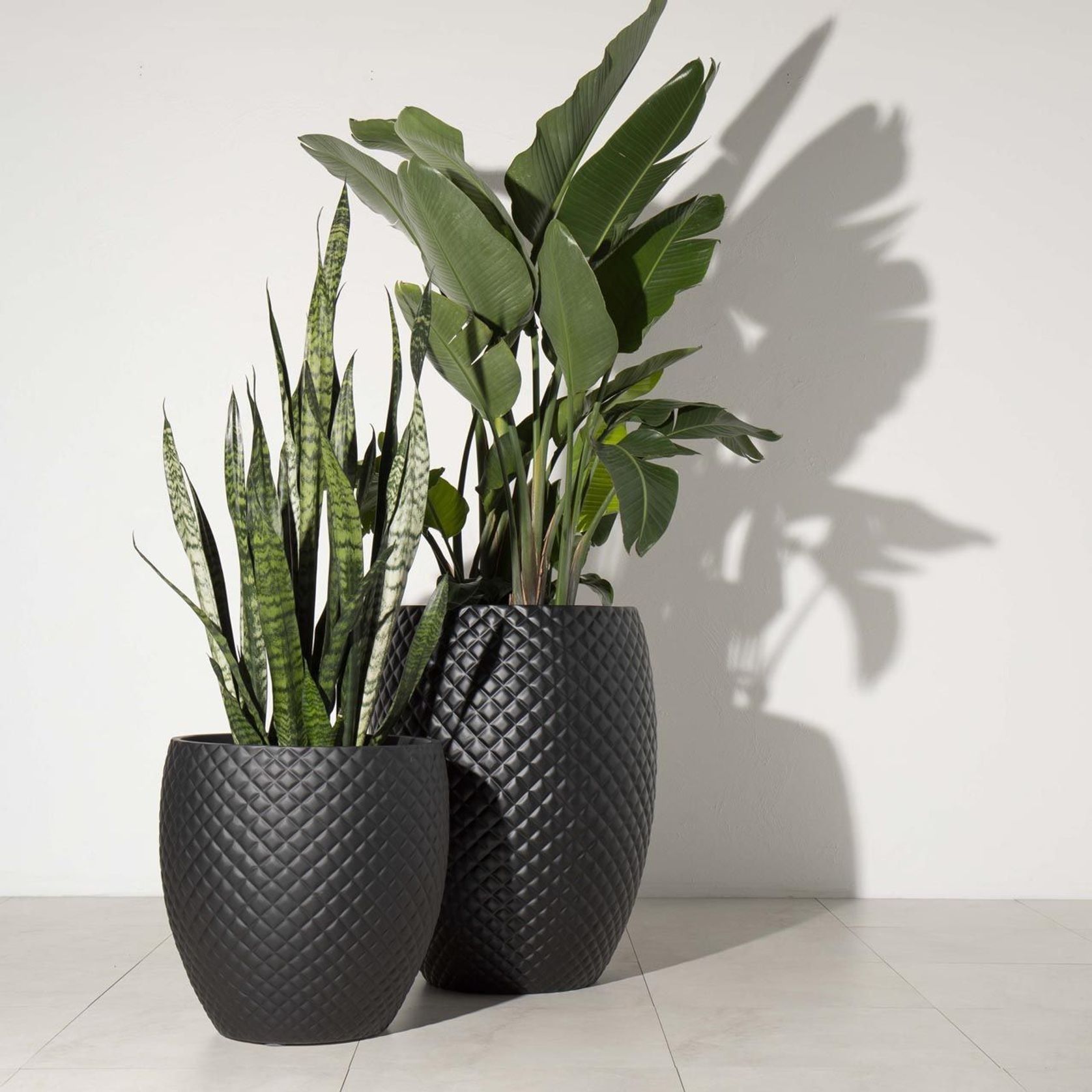 Newmarket Egg gallery detail image