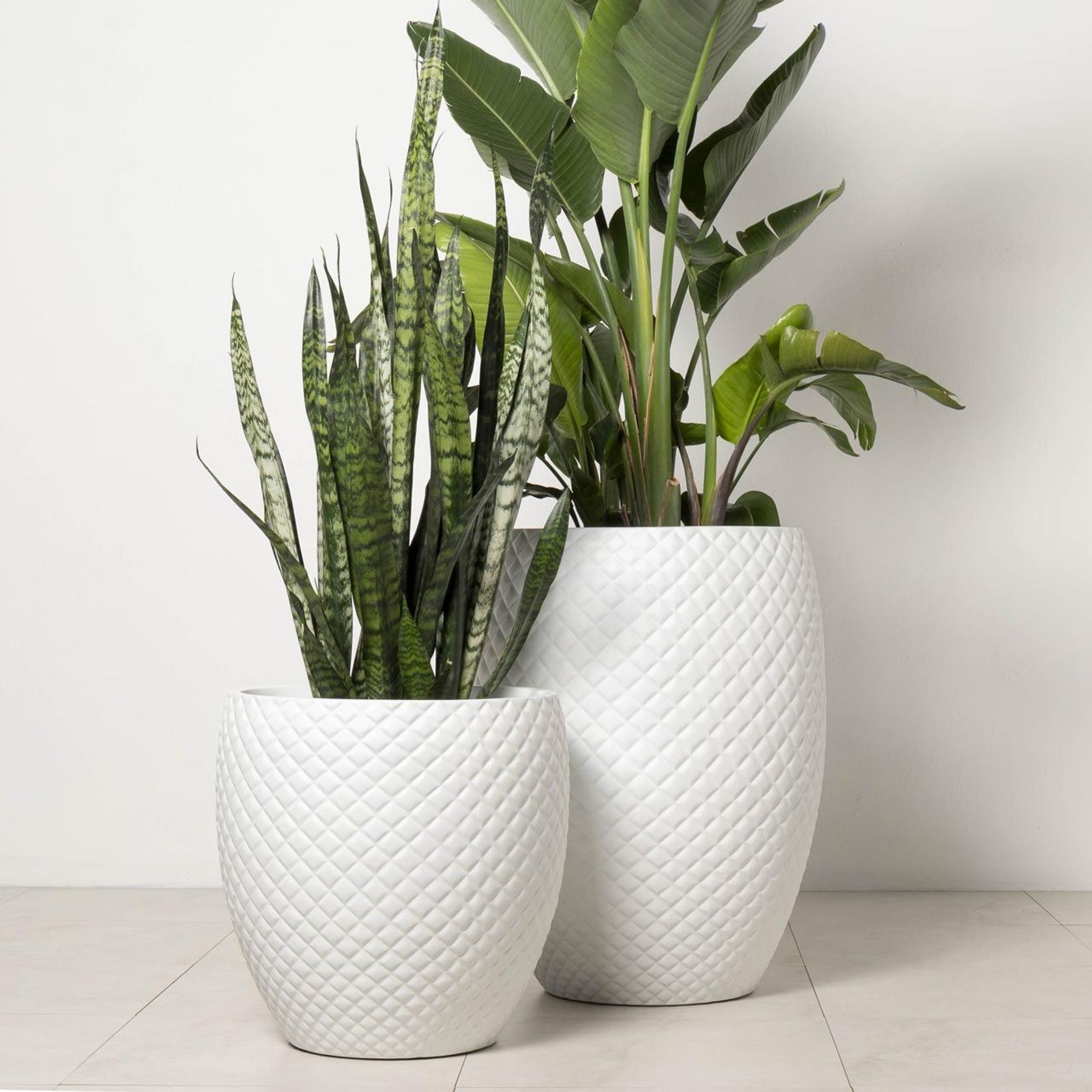 Newmarket Egg gallery detail image