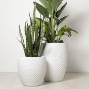 Newmarket Egg gallery detail image