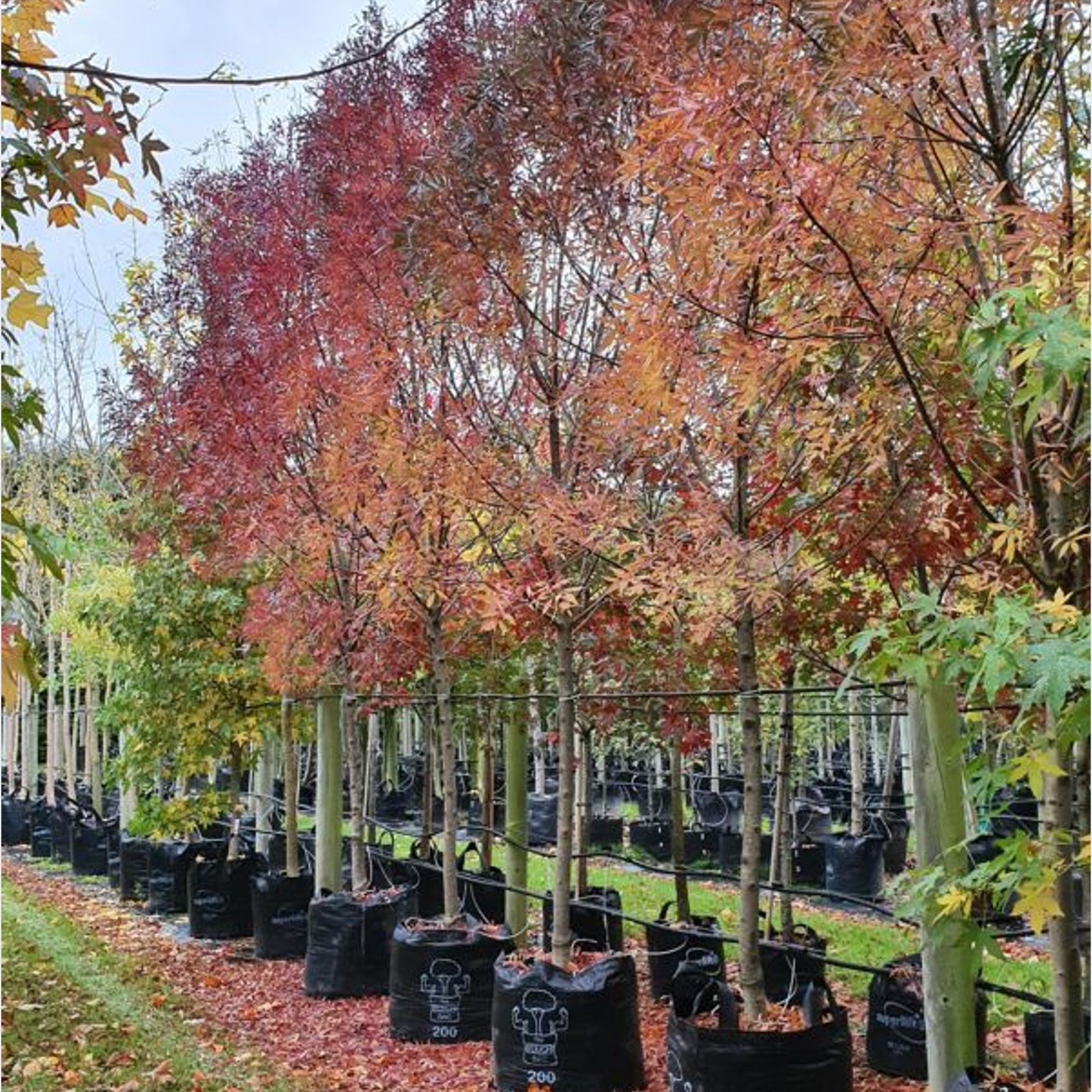 Fraxinus Oxycarpa ‘Raywoodii’ | Claret Ash gallery detail image