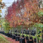 Fraxinus Oxycarpa ‘Raywoodii’ | Claret Ash gallery detail image