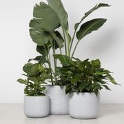 Gothenburg Lined Cylinder gallery detail image