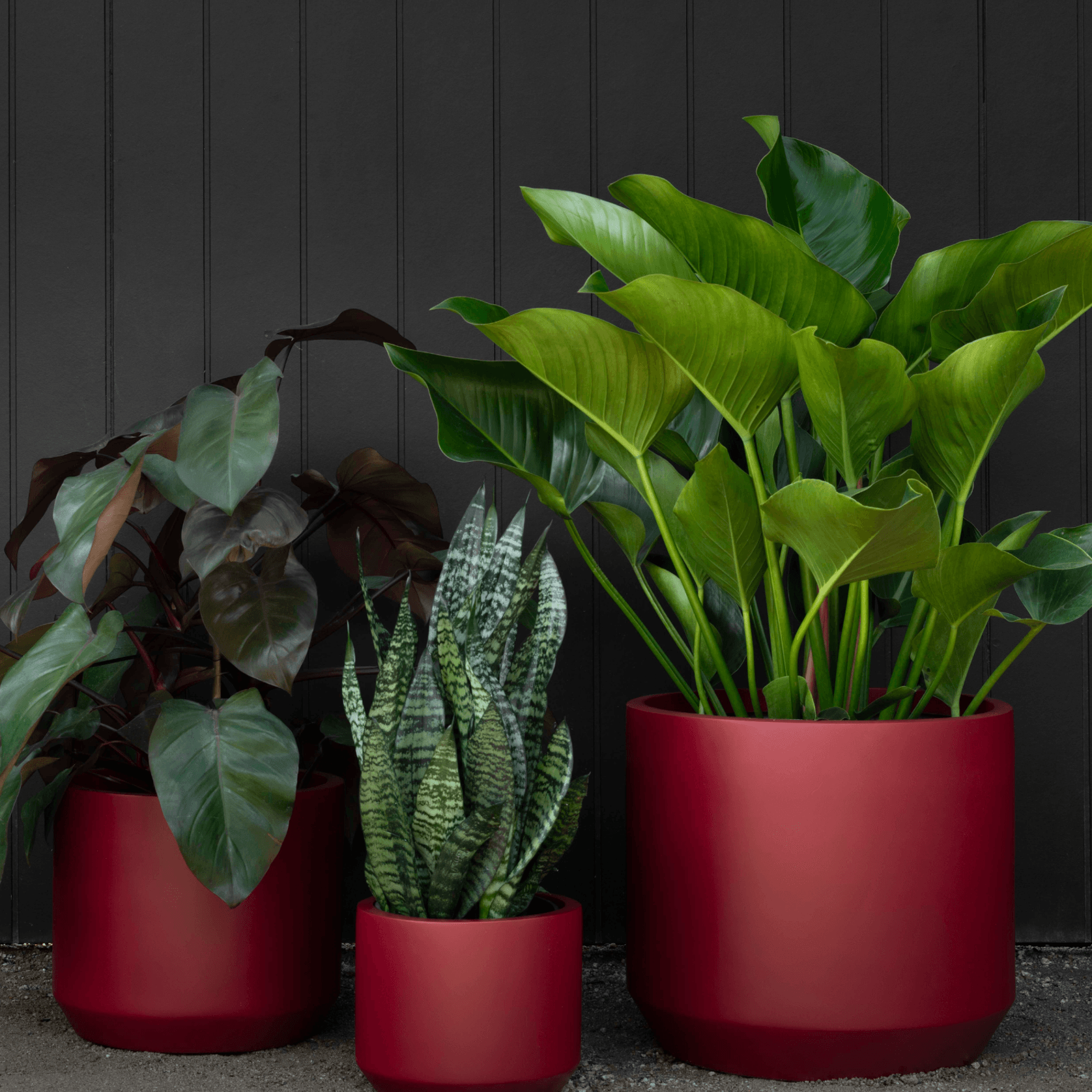 Air Petit gallery detail image