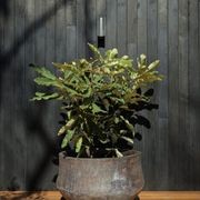 Woodfired Drum gallery detail image