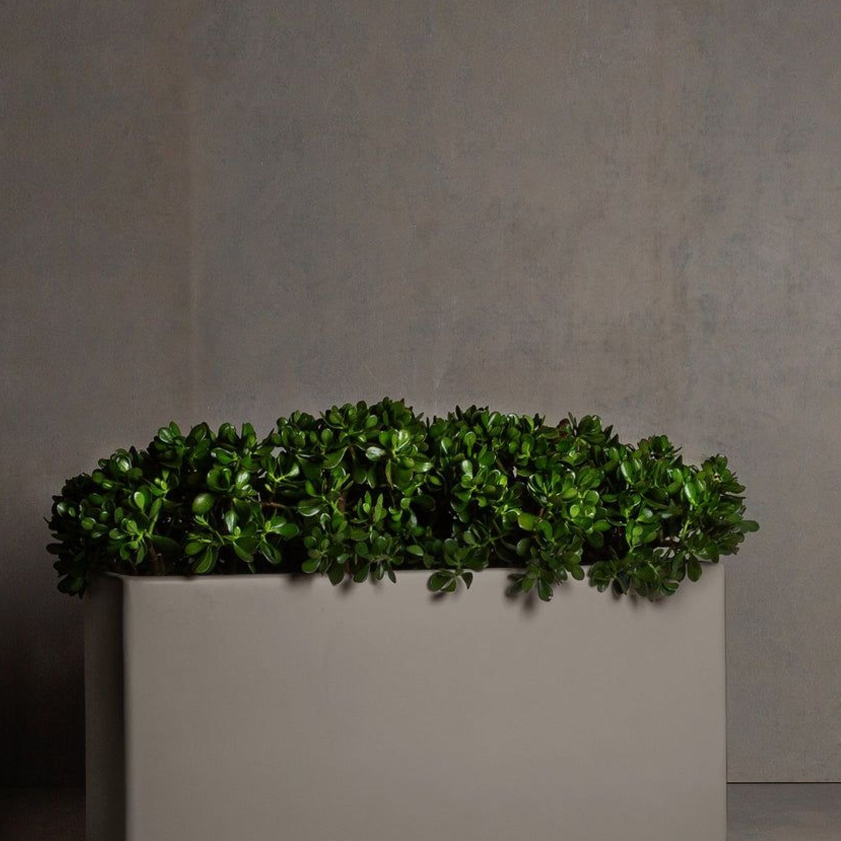 Hibernate Low Line Planters | Clay gallery detail image