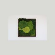 Verde Frame Wall Art by Gaea gallery detail image