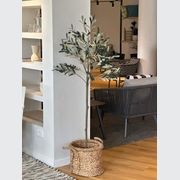 Potted Trim Olive Tree 153cm gallery detail image