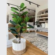 Potted Ficus Tree 121cm gallery detail image