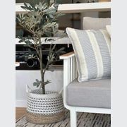 Potted Full Olive Tree 122cm gallery detail image