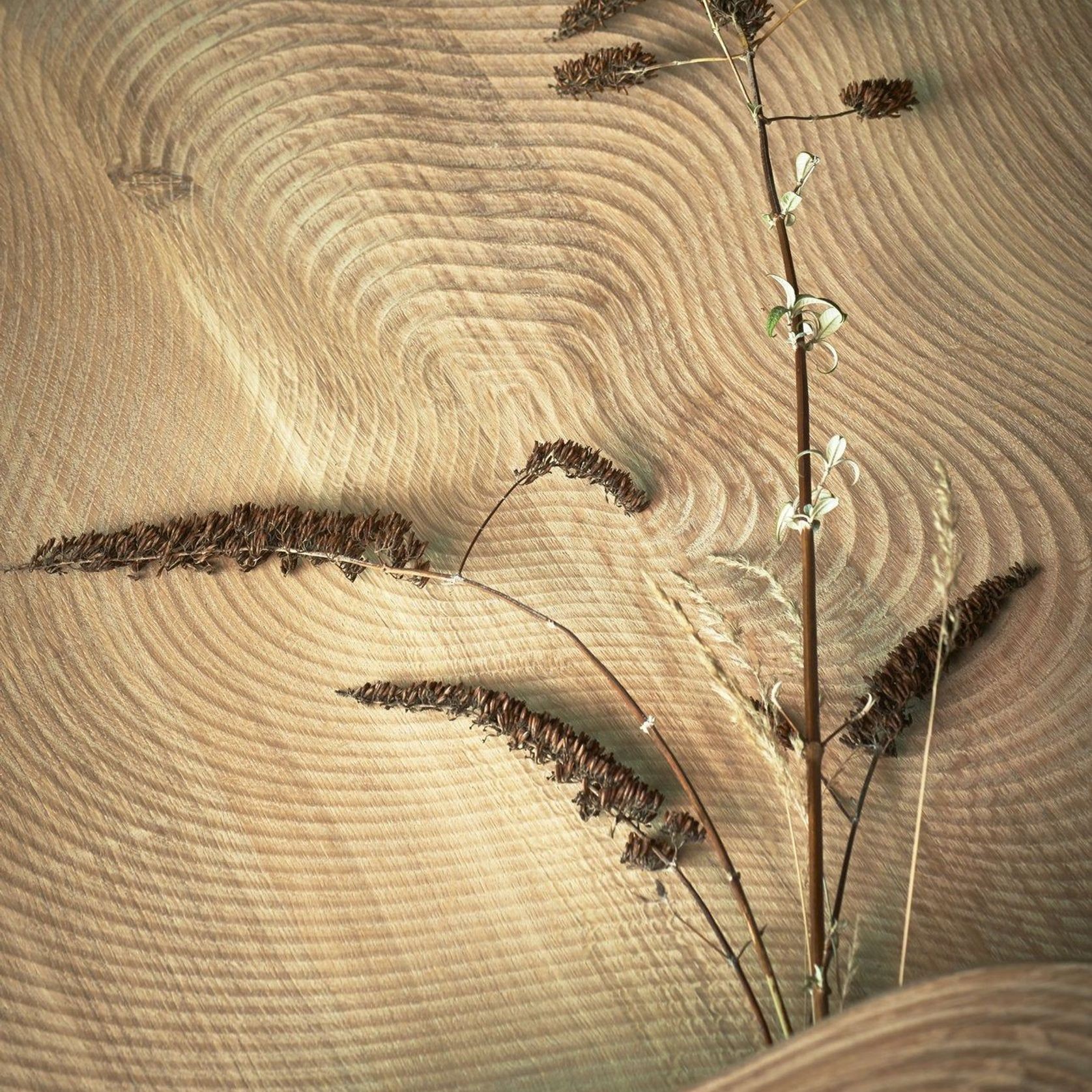 Isola Coffee Table gallery detail image