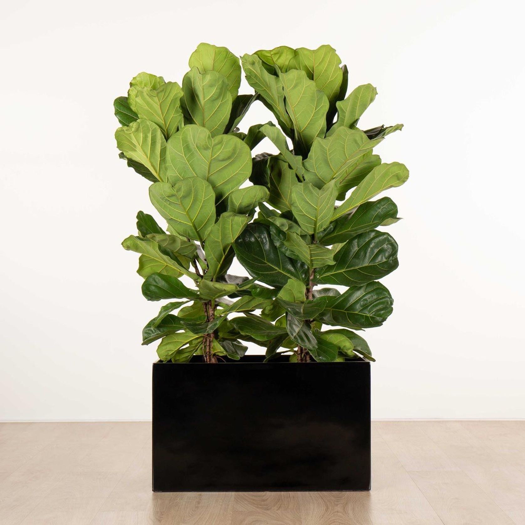 Jindalee Trough gallery detail image