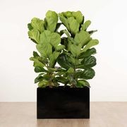 Jindalee Trough gallery detail image