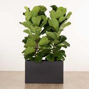 Jindalee Trough gallery detail image