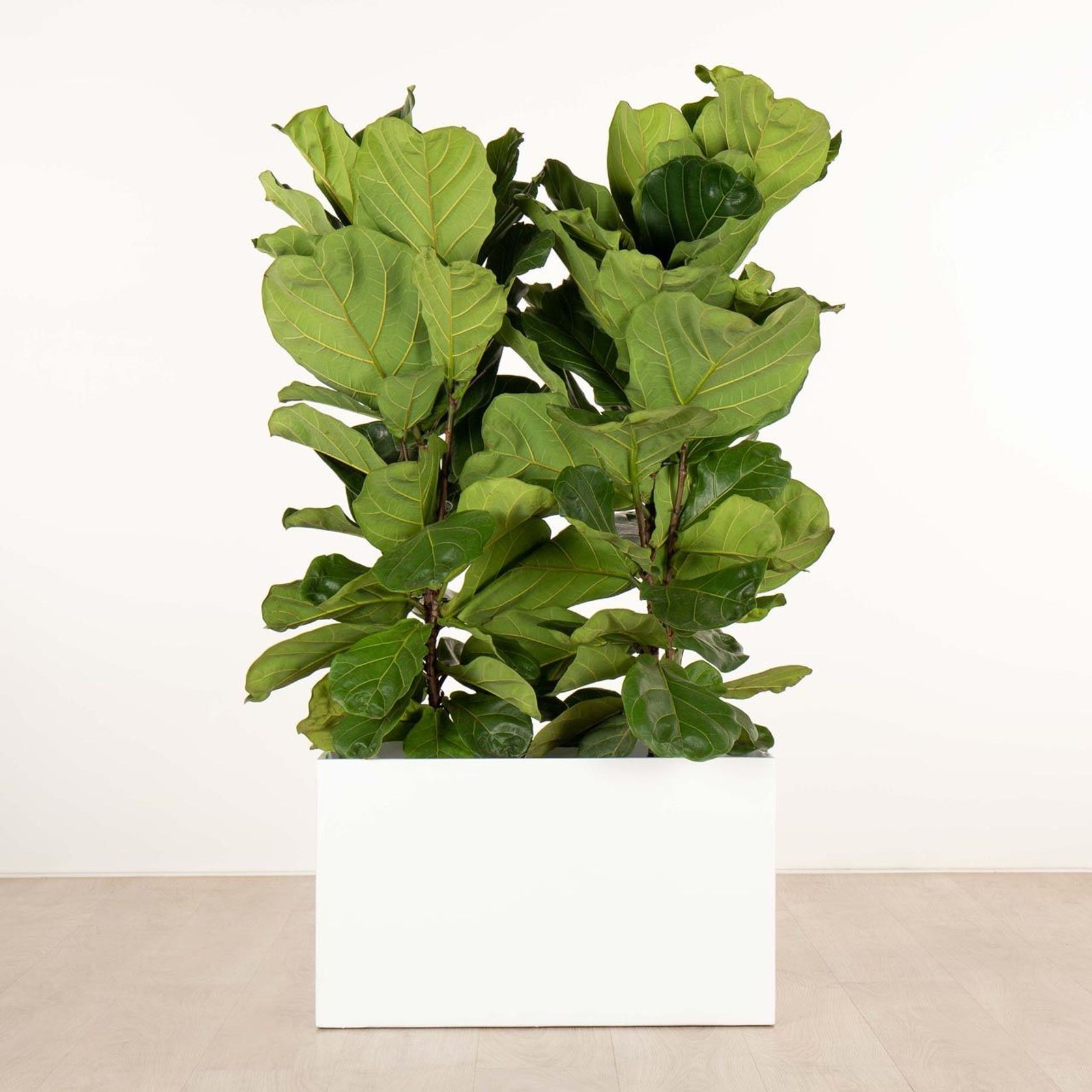 Jindalee Trough gallery detail image