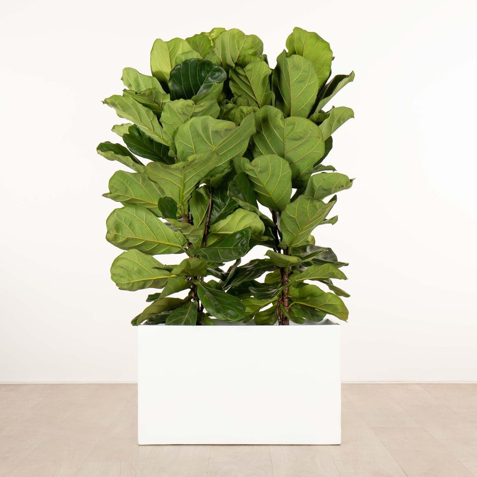 Jindalee Trough gallery detail image