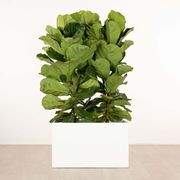 Jindalee Trough gallery detail image