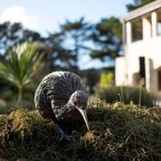 Kiwi by Bespoke Sculpture gallery detail image
