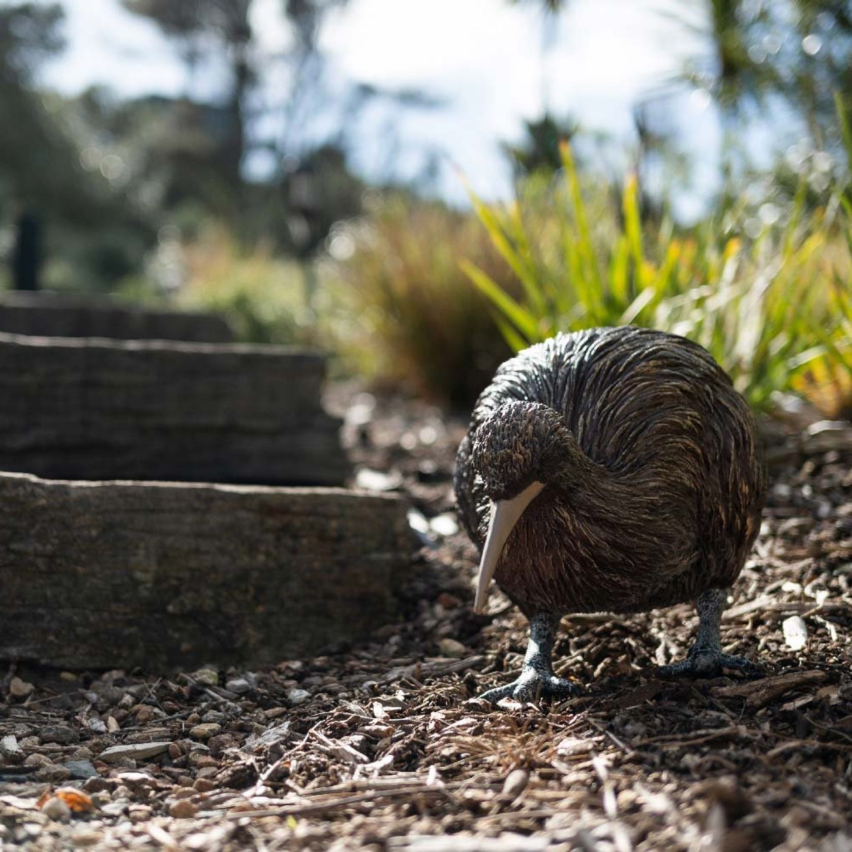 Kiwi by Bespoke Sculpture gallery detail image