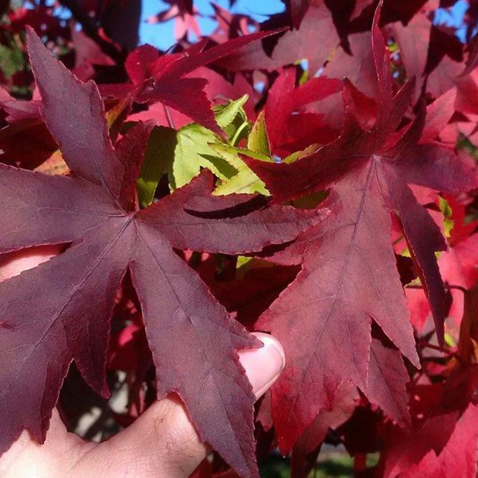 Liquidambar styraciflua 'Worplesdon' | Sweet Gum gallery detail image