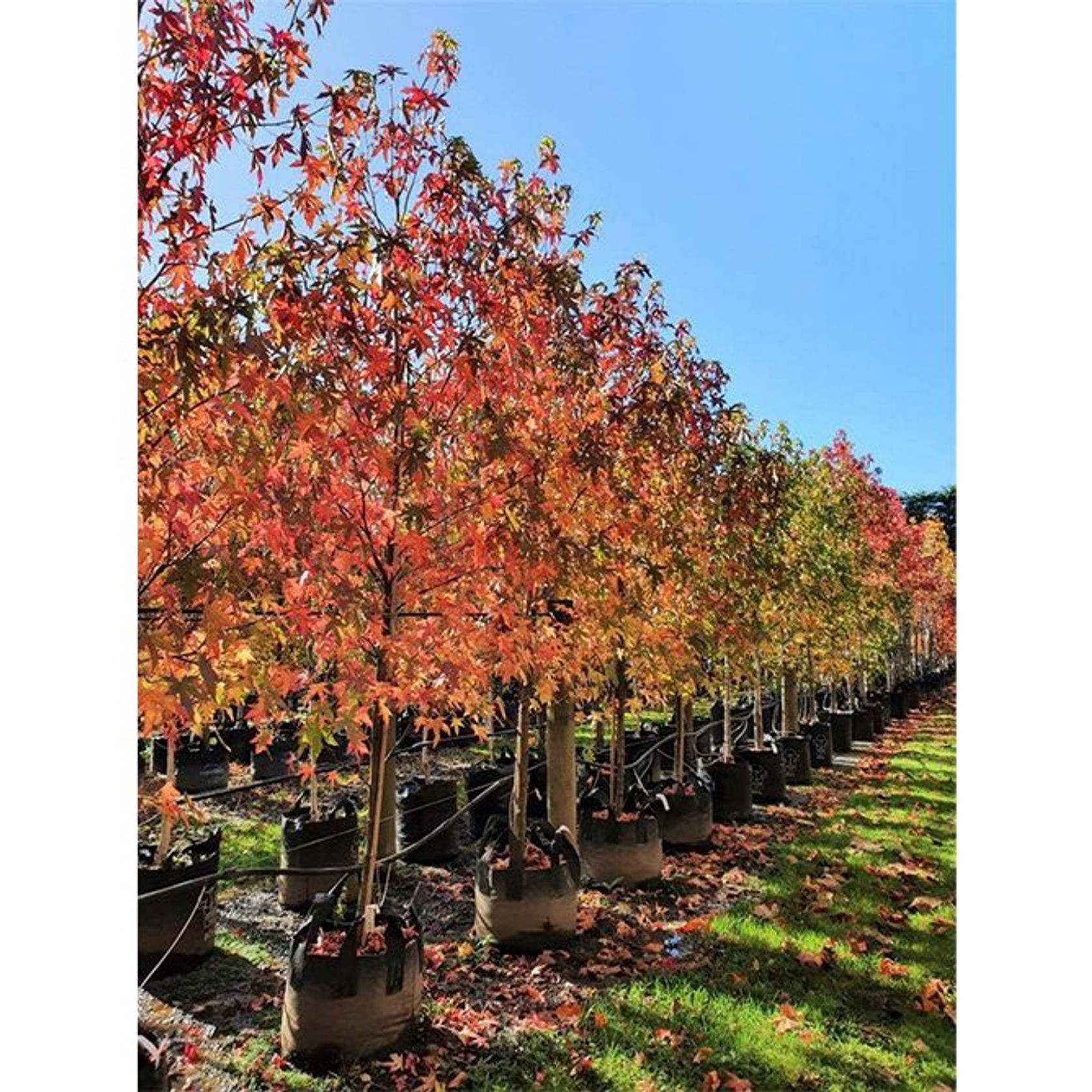 Liquidambar styraciflua 'Worplesdon' | Sweet Gum gallery detail image