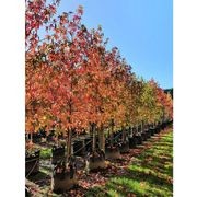 Liquidambar styraciflua 'Worplesdon' | Sweet Gum gallery detail image