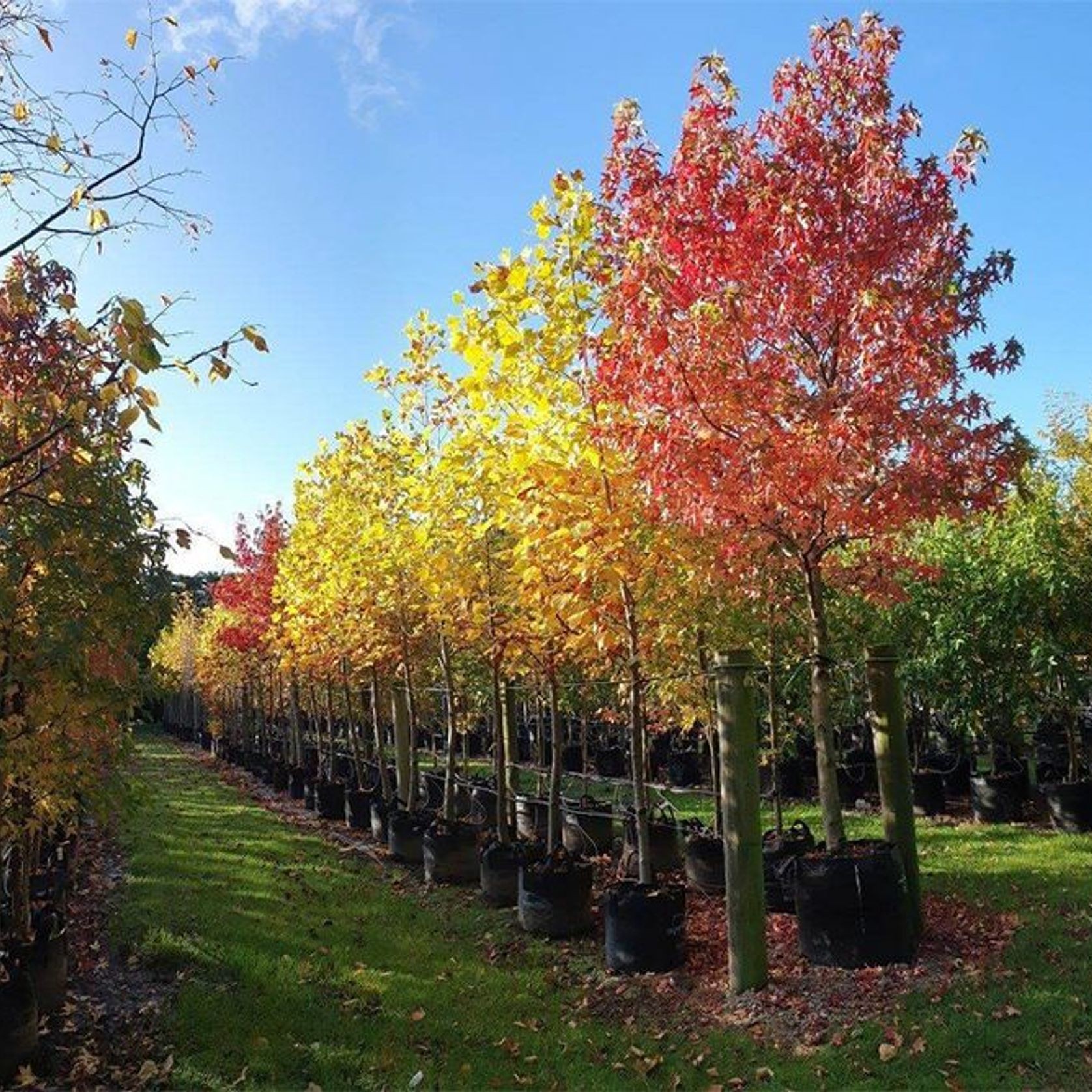 Liquidambar styraciflua 'Worplesdon' | Sweet Gum gallery detail image