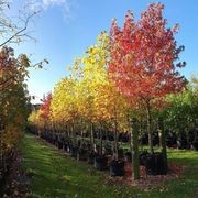 Liquidambar styraciflua 'Worplesdon' | Sweet Gum gallery detail image