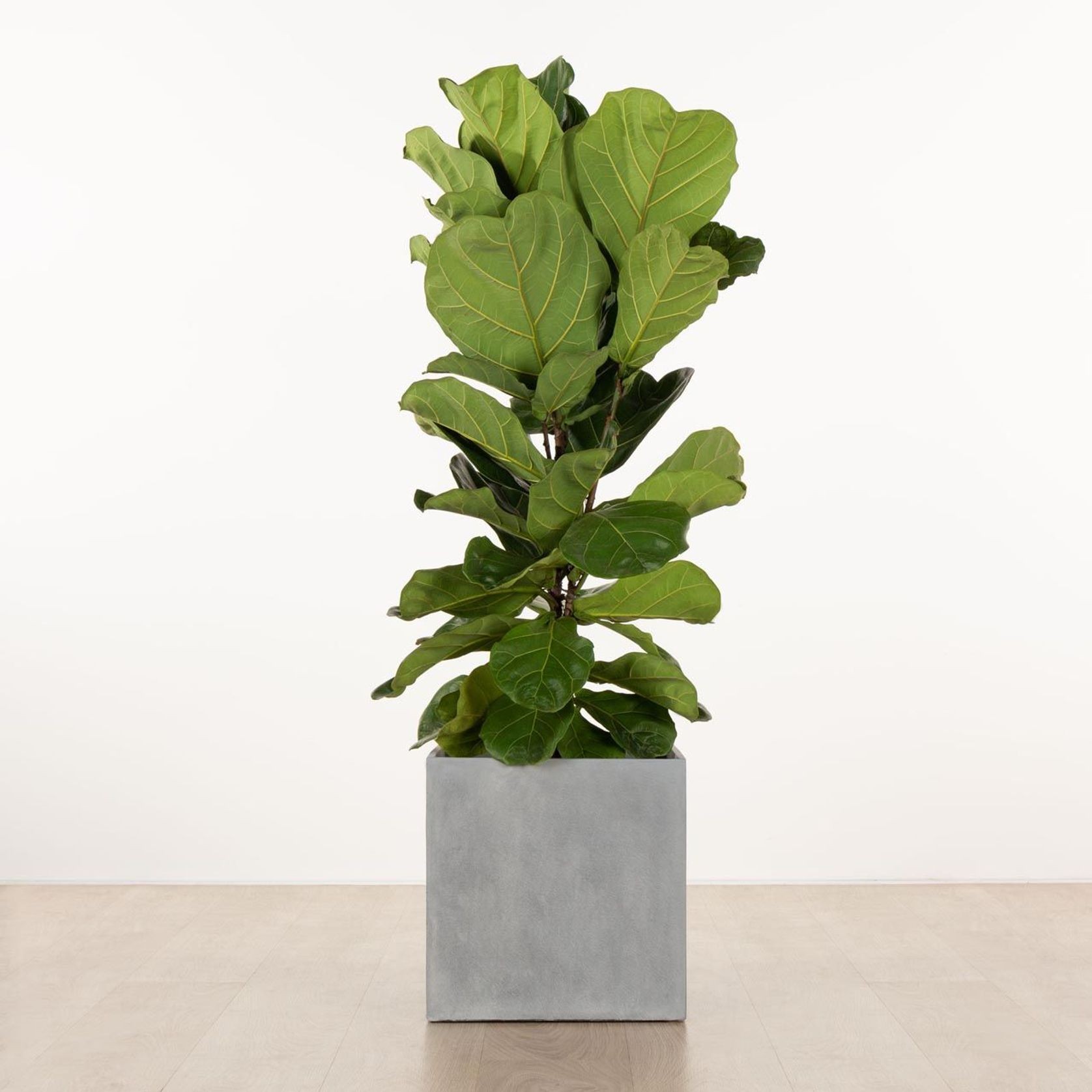 Morningside Cube gallery detail image