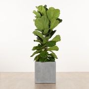 Morningside Cube gallery detail image