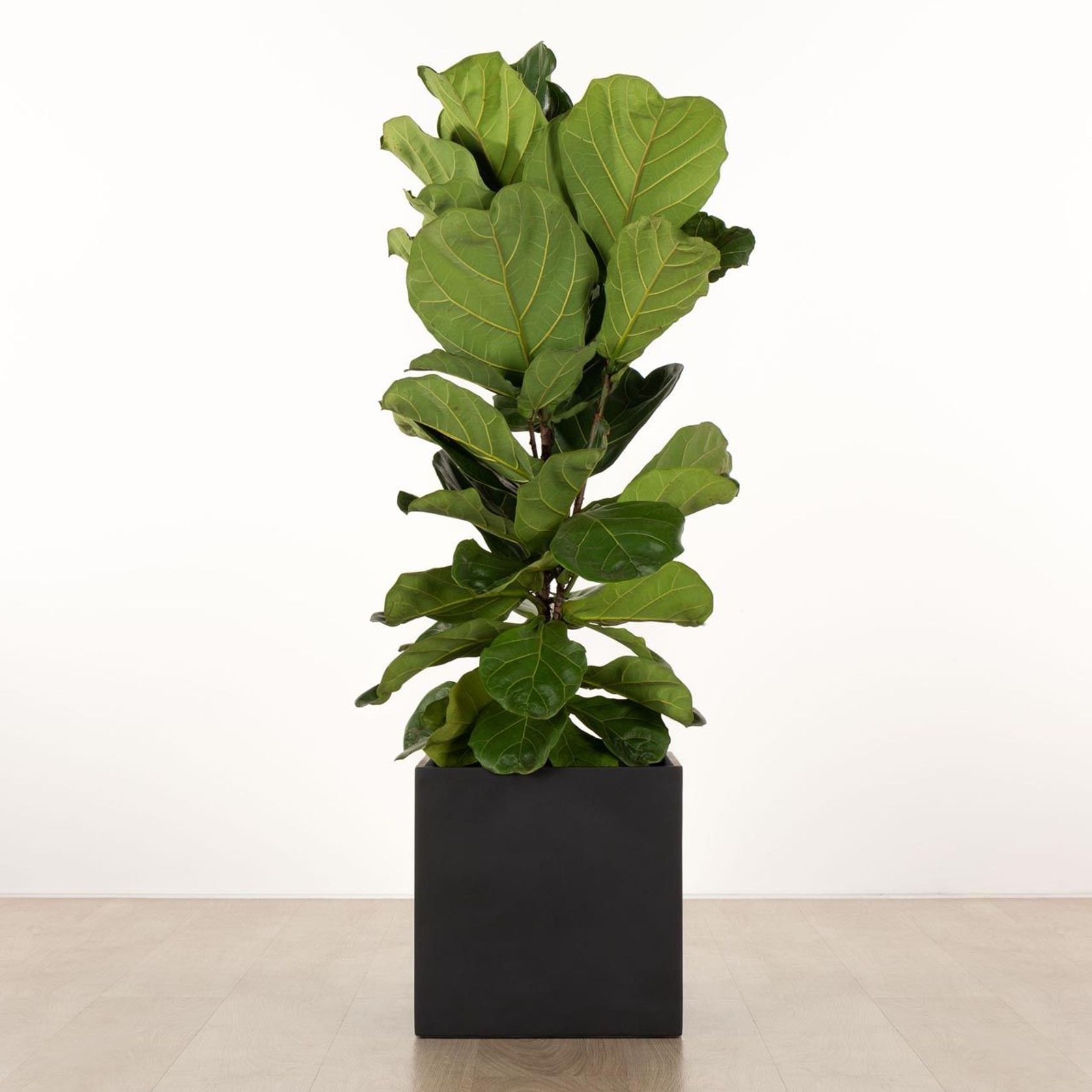 Morningside Cube gallery detail image