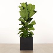 Morningside Cube gallery detail image