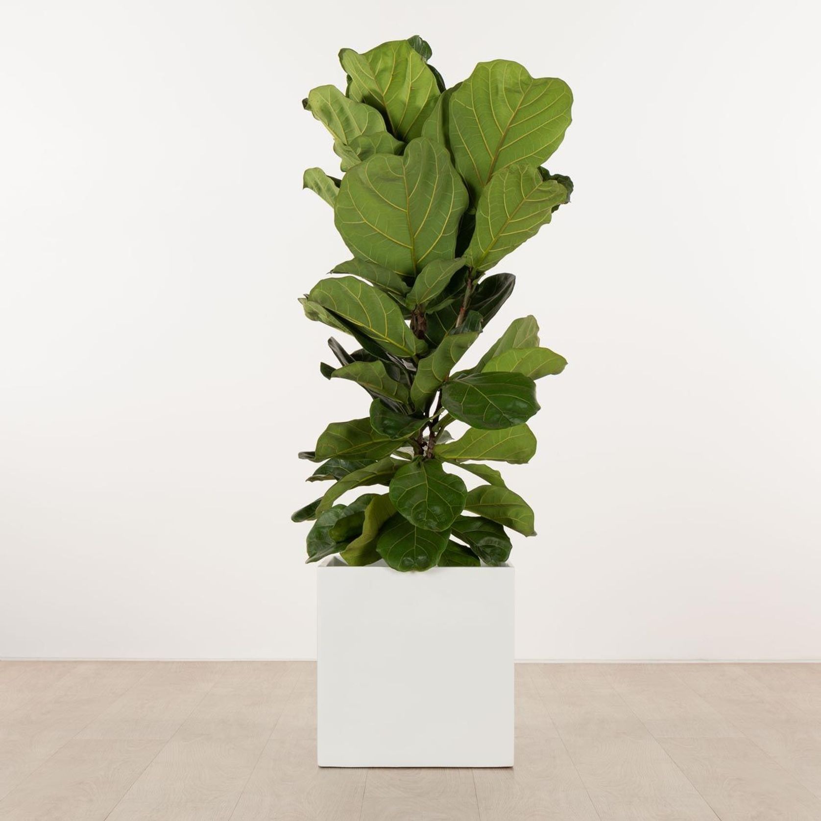 Morningside Cube gallery detail image