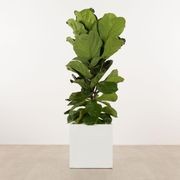 Morningside Cube gallery detail image