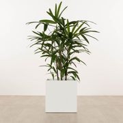 Morningside Cube gallery detail image